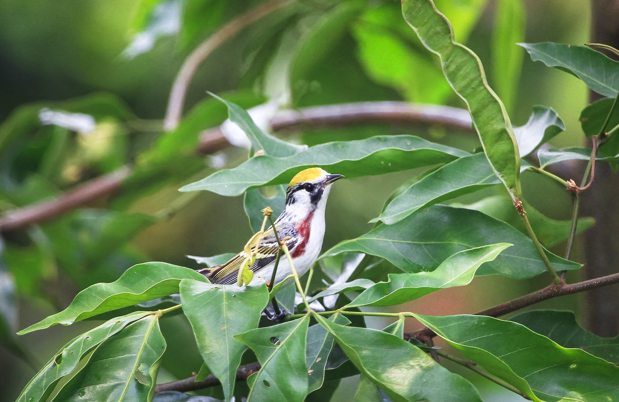 The Complete Guide to Chiquibul Forest Reserve, Belize