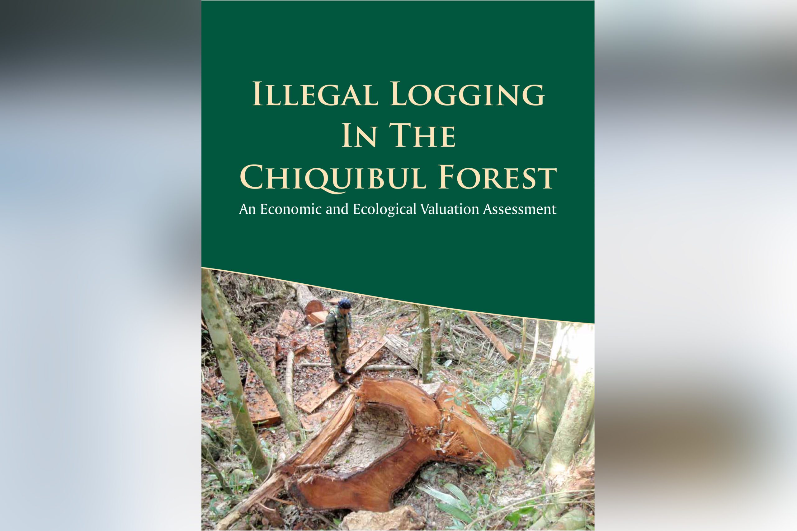 Illegal LoggingIn TheChiquibul Forest