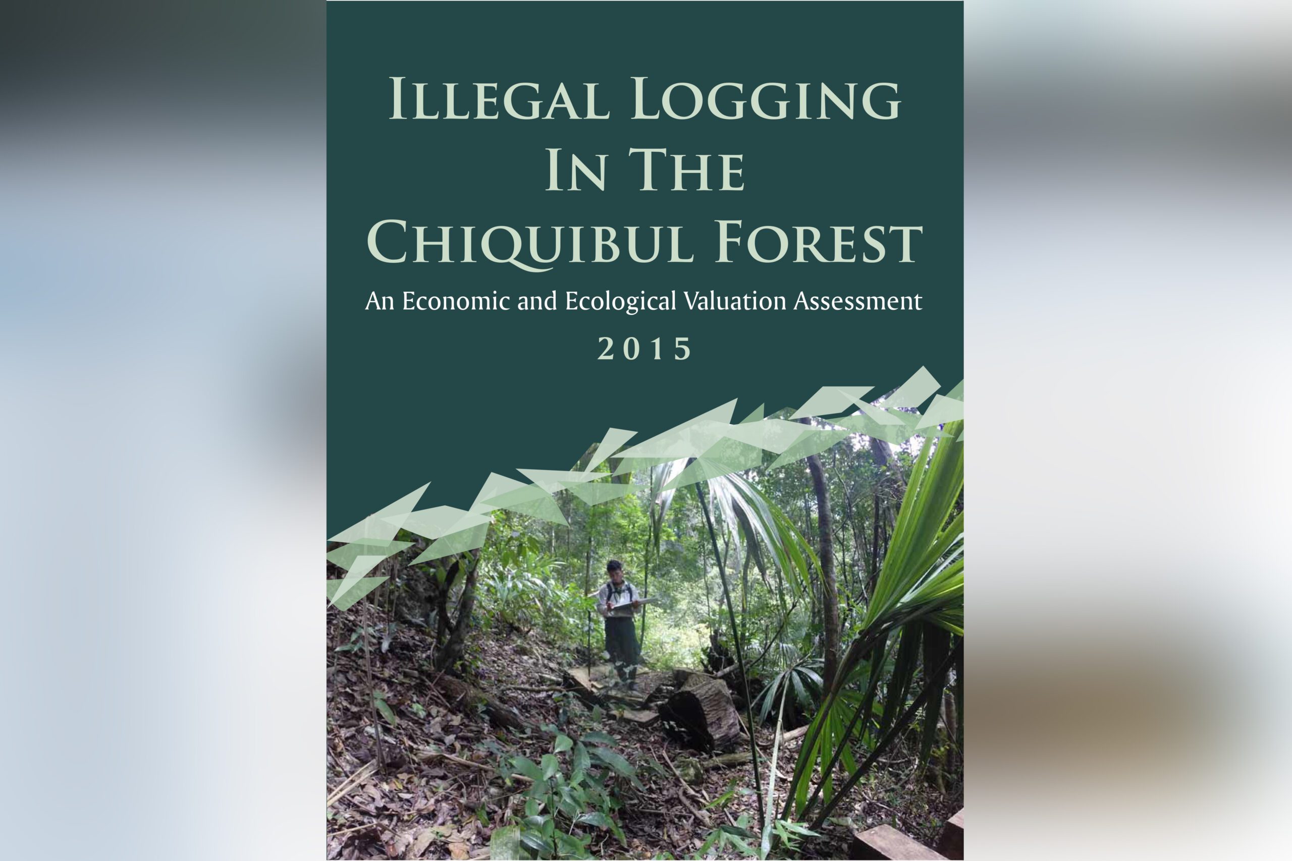 Illegal LoggingIn TheChiquibul Forest