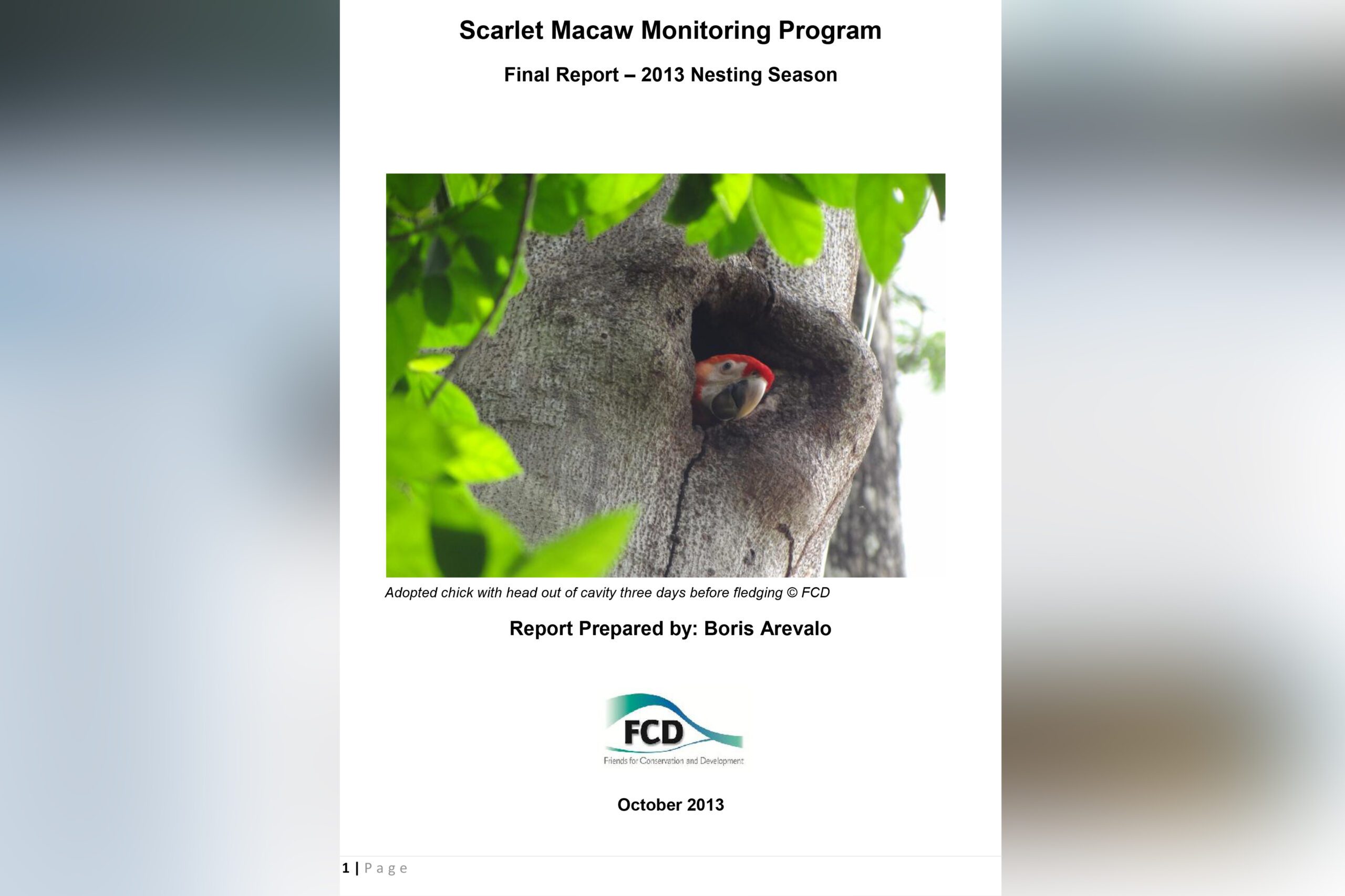 Scarlet Macaw Monitoring Program Final Report – 2013 Nesting Season