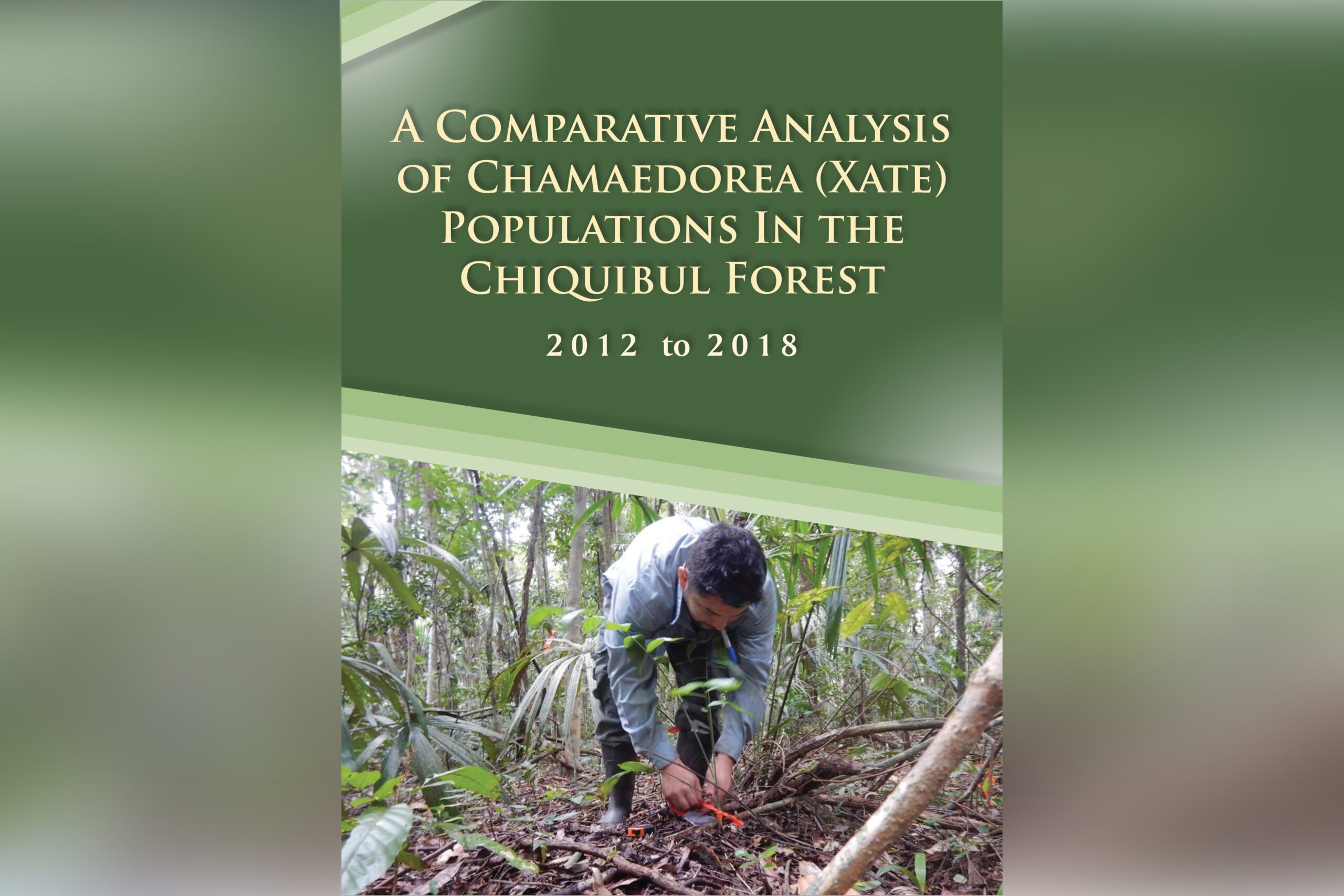 A Comparative Analysis of Chamaedorea (Xate) Populations In the Chiquibul Forest 2012 to 2018