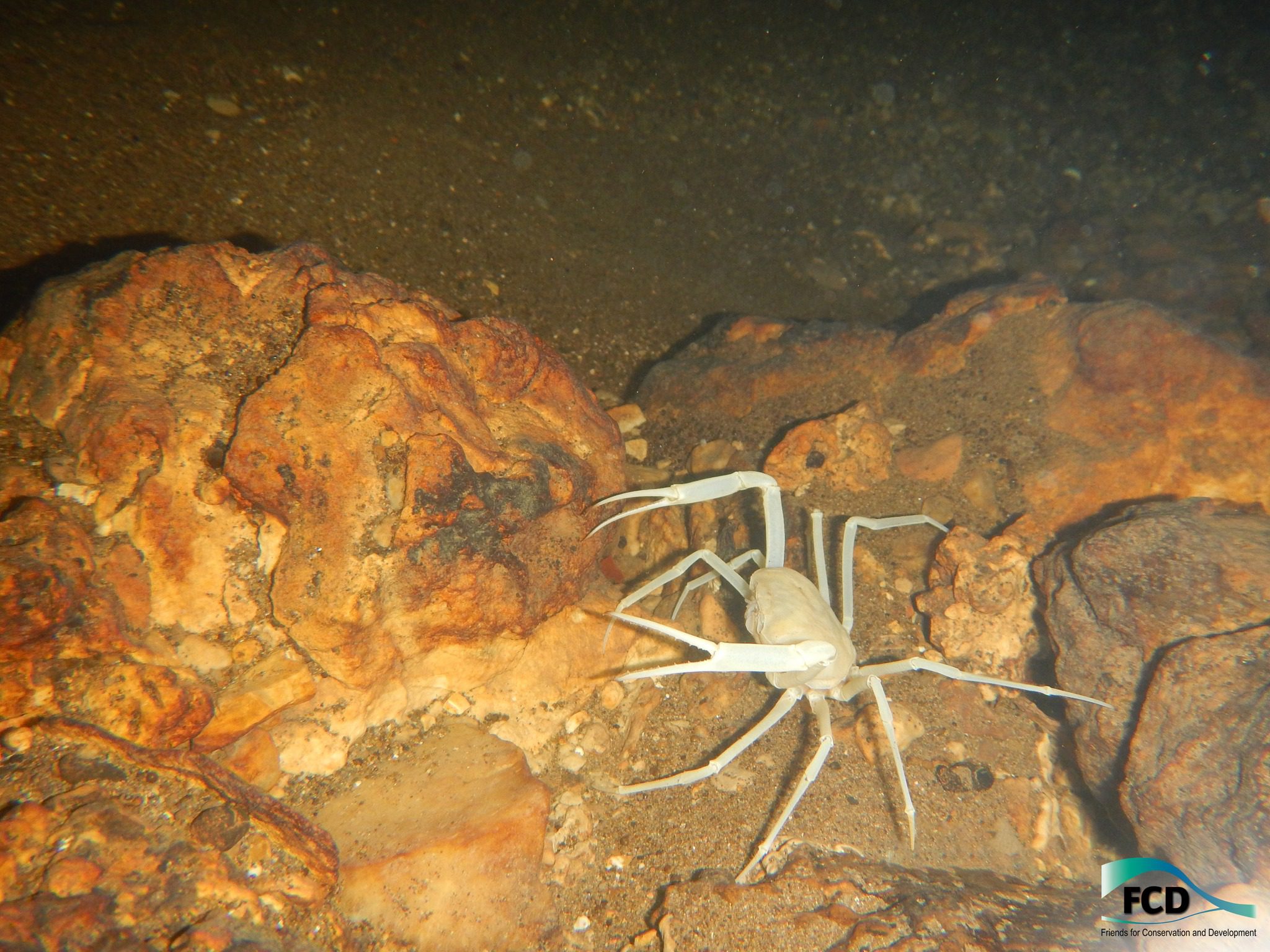 Did you know that the Chiquibul Cave System is home to the Blind Cave Crab (Typhlopseudothelphusa acanthochela)?