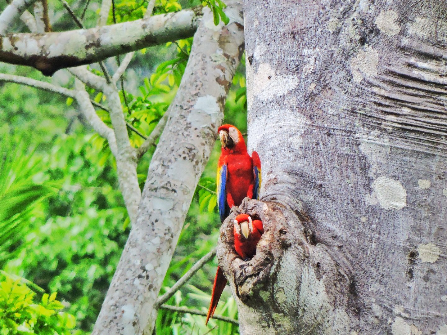 Fortis Belize Limited (FBL) staff joined FCD to learn more about the initiative that protects scarlet macaws in the Chiquibul.