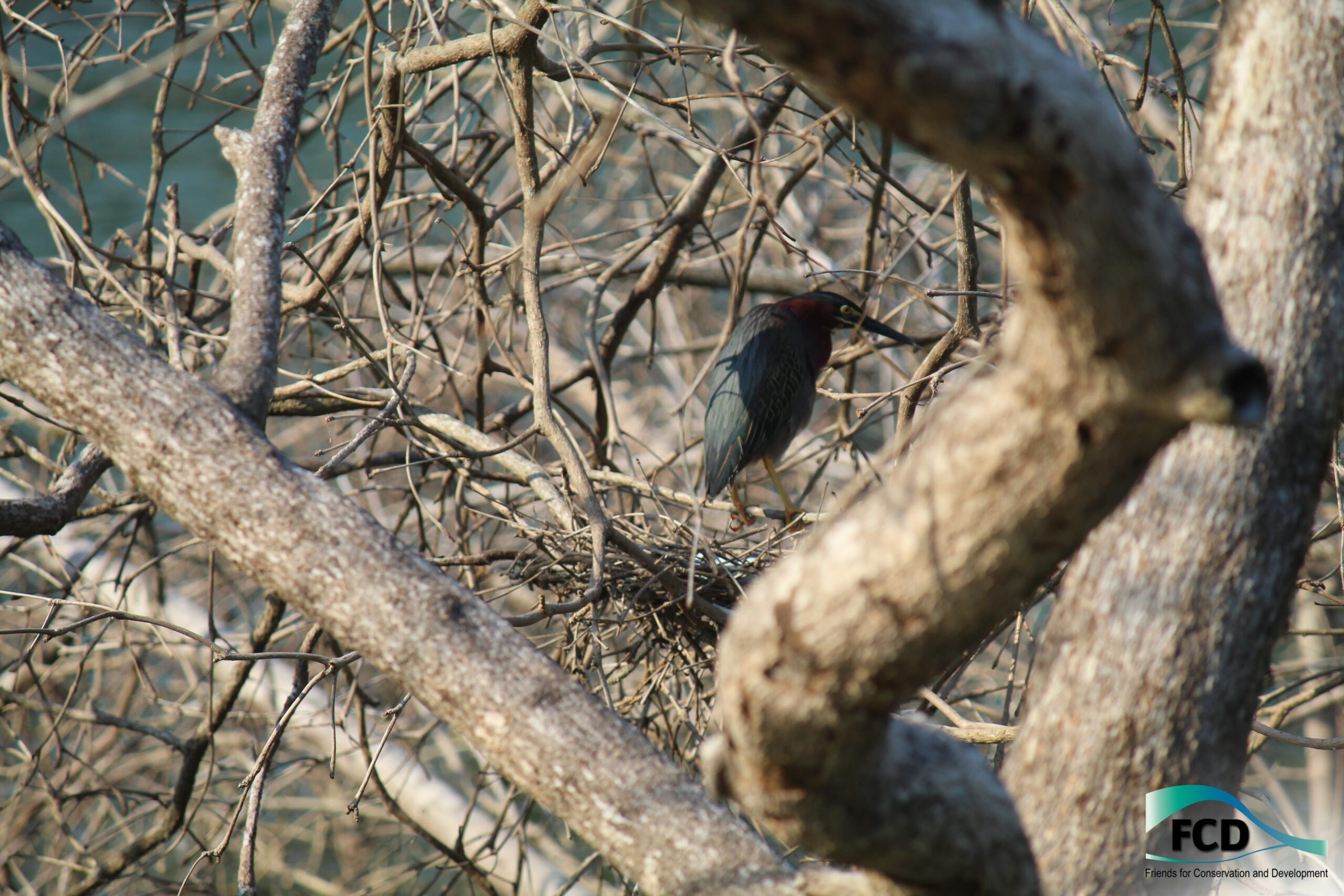 It’s Wild Wonder Wednesday! Can you spot the Green Heron?