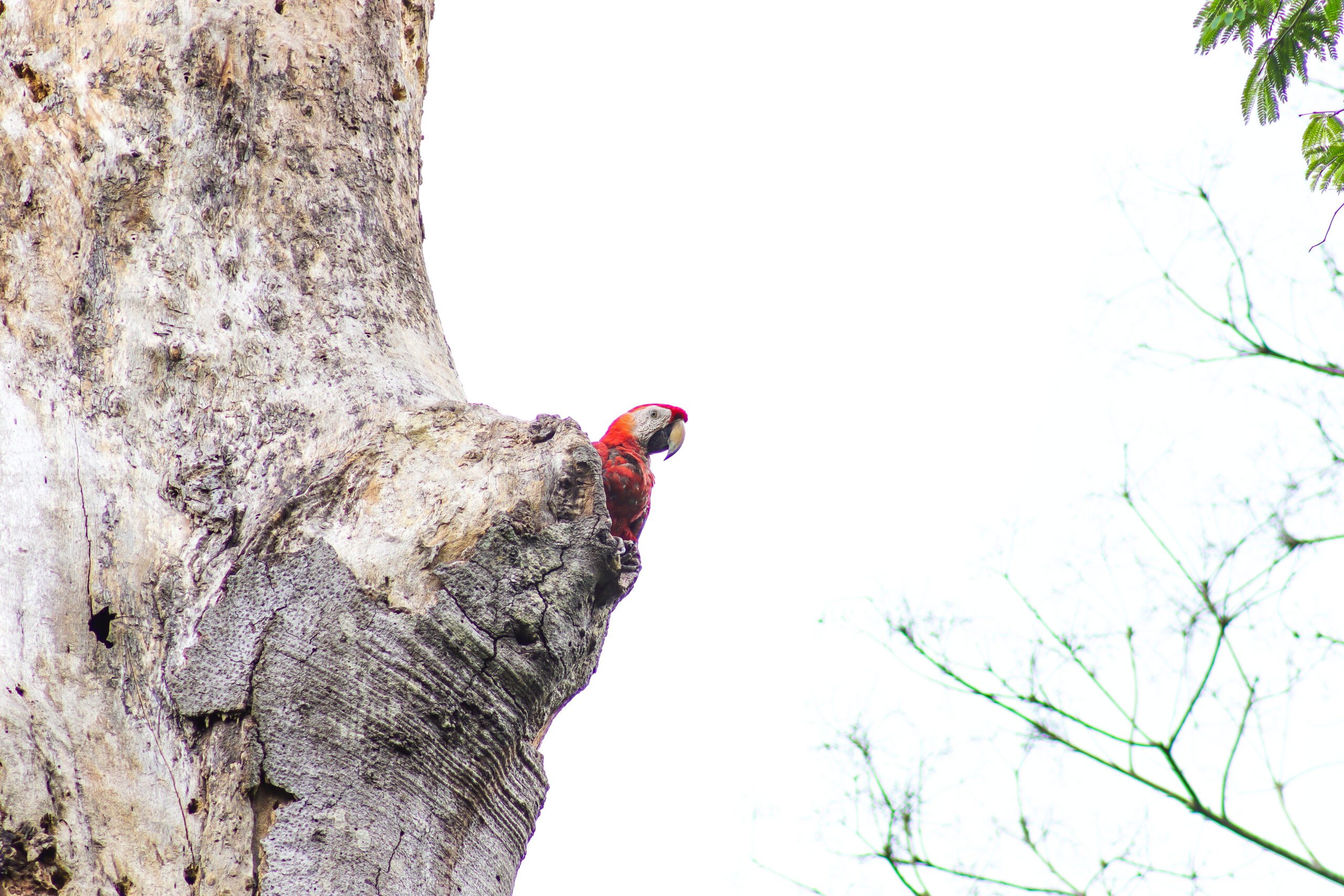 The Chiquibul is one of the last known breeding grounds in Belize for Scarlett Macaws.