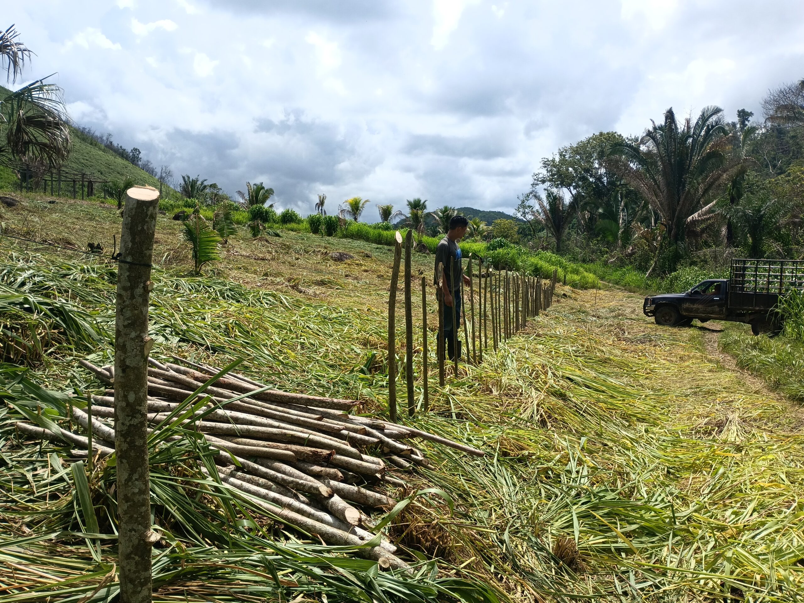 Forest restoration effort in the Vaca Forest Reserve well underway.