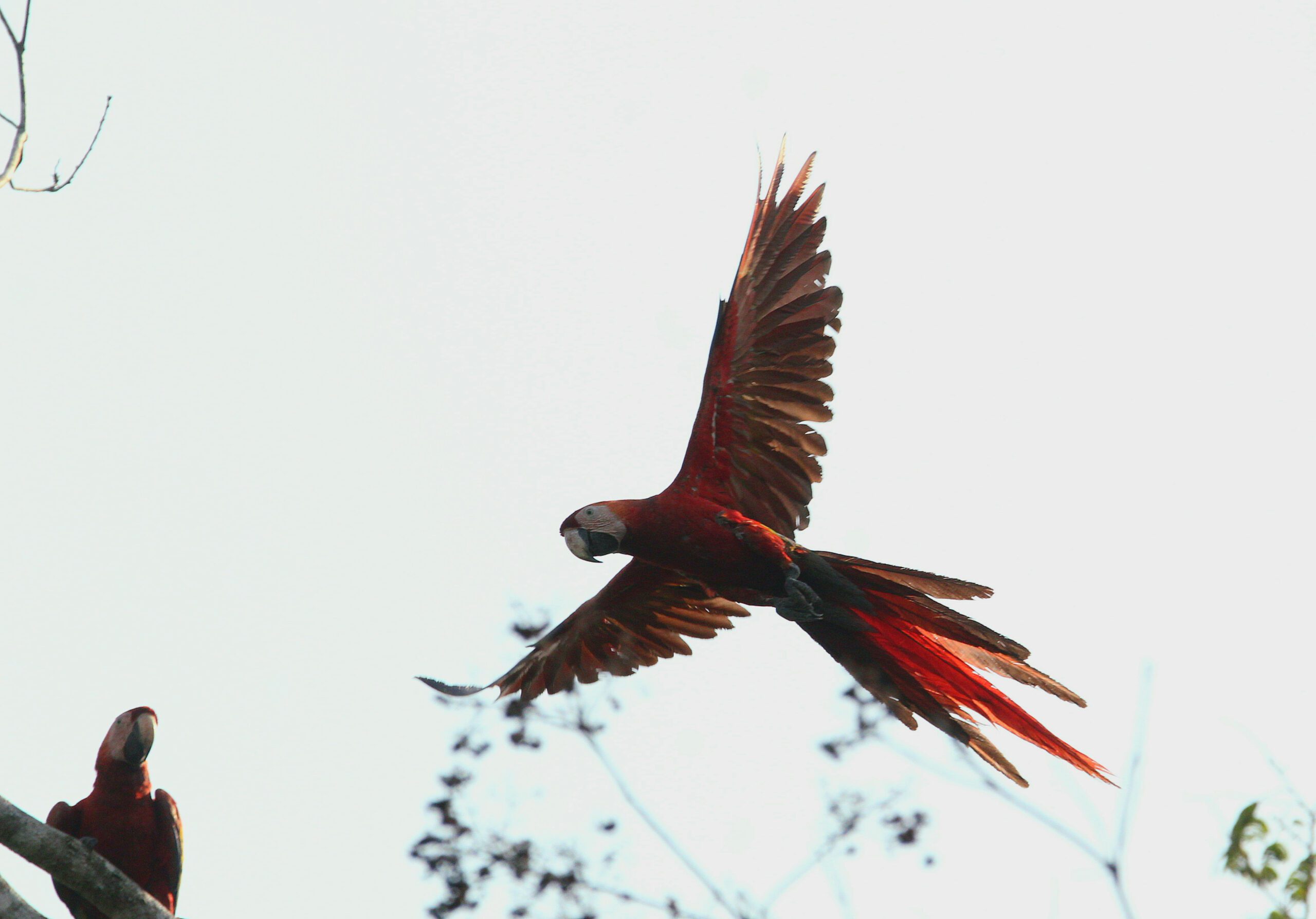 Five scarlet macaws were soft released in the Chiquibul.