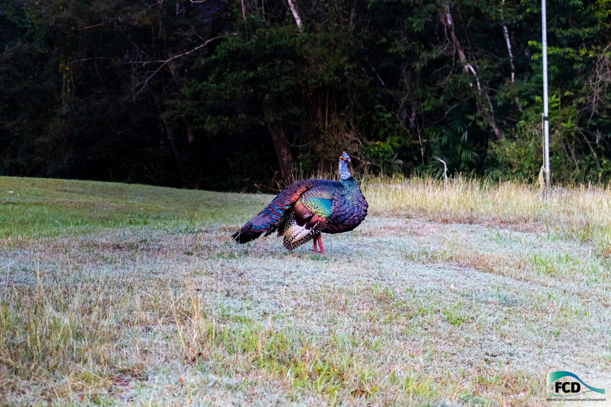 Did you know Ocellated Turkeys get their name from the eye-like spots on their tail feathers?