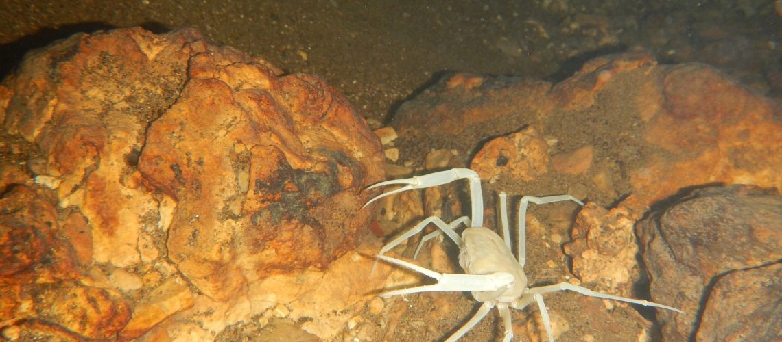 Crab