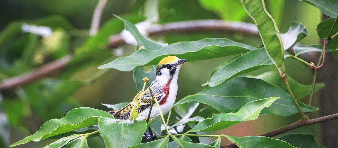 Chestnut-sided Warbler Bird in Belize