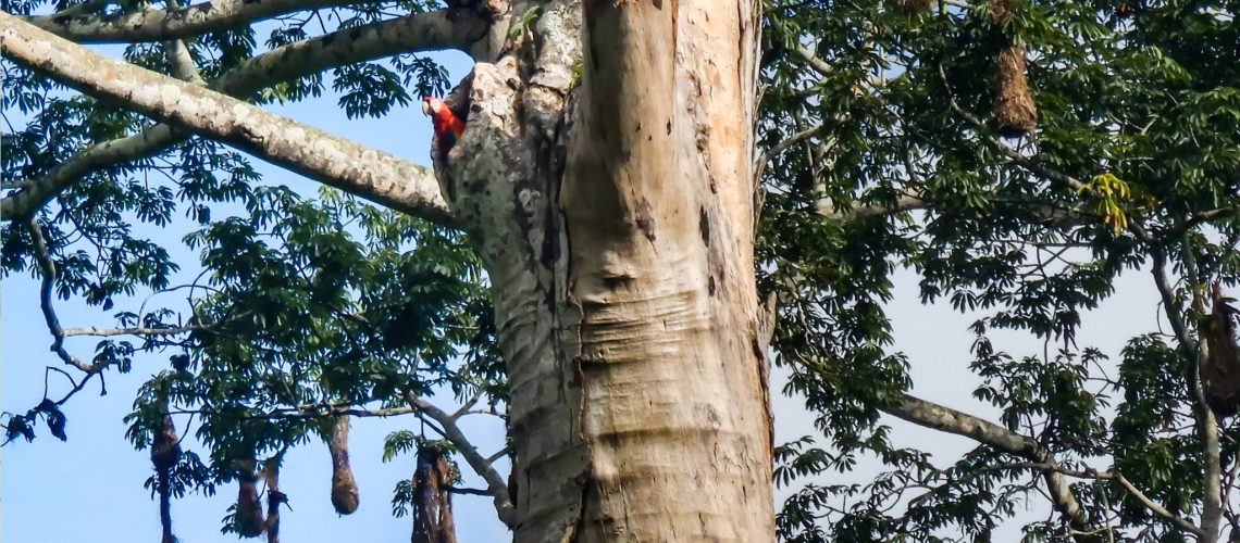 macawvolunteer